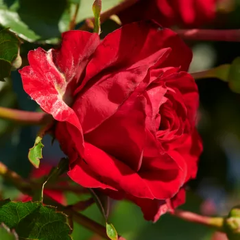 Rosa Alberte Hit® - jarko crvena - patuljasta - mini ruža