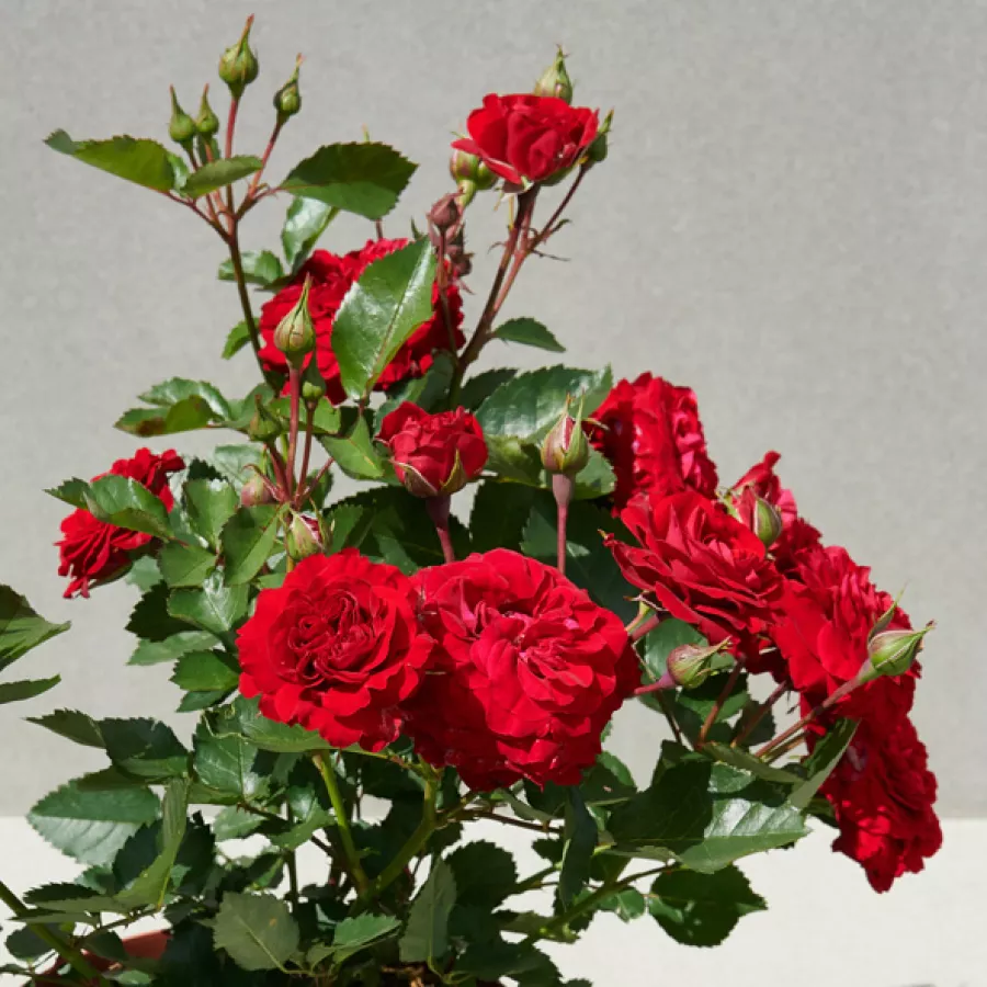 Tömvetelt virágú - Rózsa - Alberte Hit® - online rózsa vásárlás