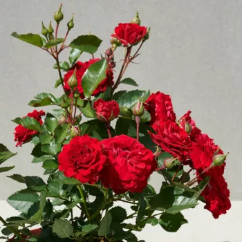 Vörös - törpe - mini rózsa - diszkrét illatú rózsa - eper aromájú