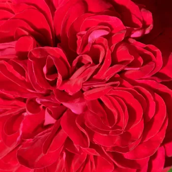 Rosen-webshop - zwerg - minirose - rose mit diskretem duft - erdbeerenaroma - Alberte Hit® - dunkelrot - (40-50 cm)