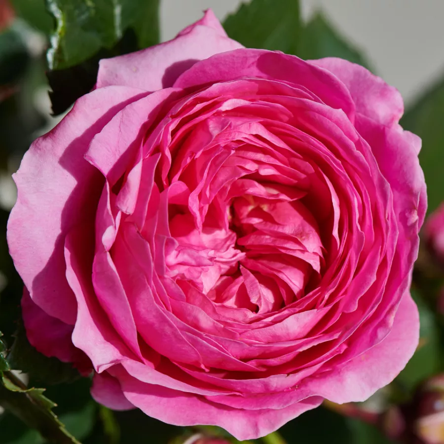 Różowy - Róża - Bridget Hit® - róże sklep internetowy