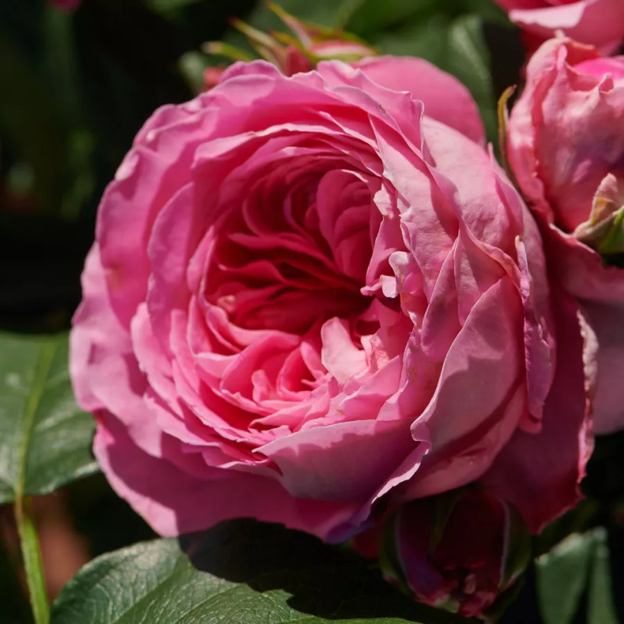 Pritlikava - miniaturna vrtnica - Roza - Bridget Hit® - vrtnice online