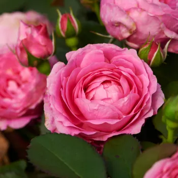 Rosa Bridget Hit® - ružičasta - patuljasta - mini ruža