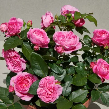 Világos rózsaszín - törpe - mini rózsa - diszkrét illatú rózsa - barack aromájú