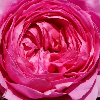 Rózsa kertészet - törpe - mini rózsa - diszkrét illatú rózsa - barack aromájú - Bridget Hit® - rózsaszín - (40-50 cm)