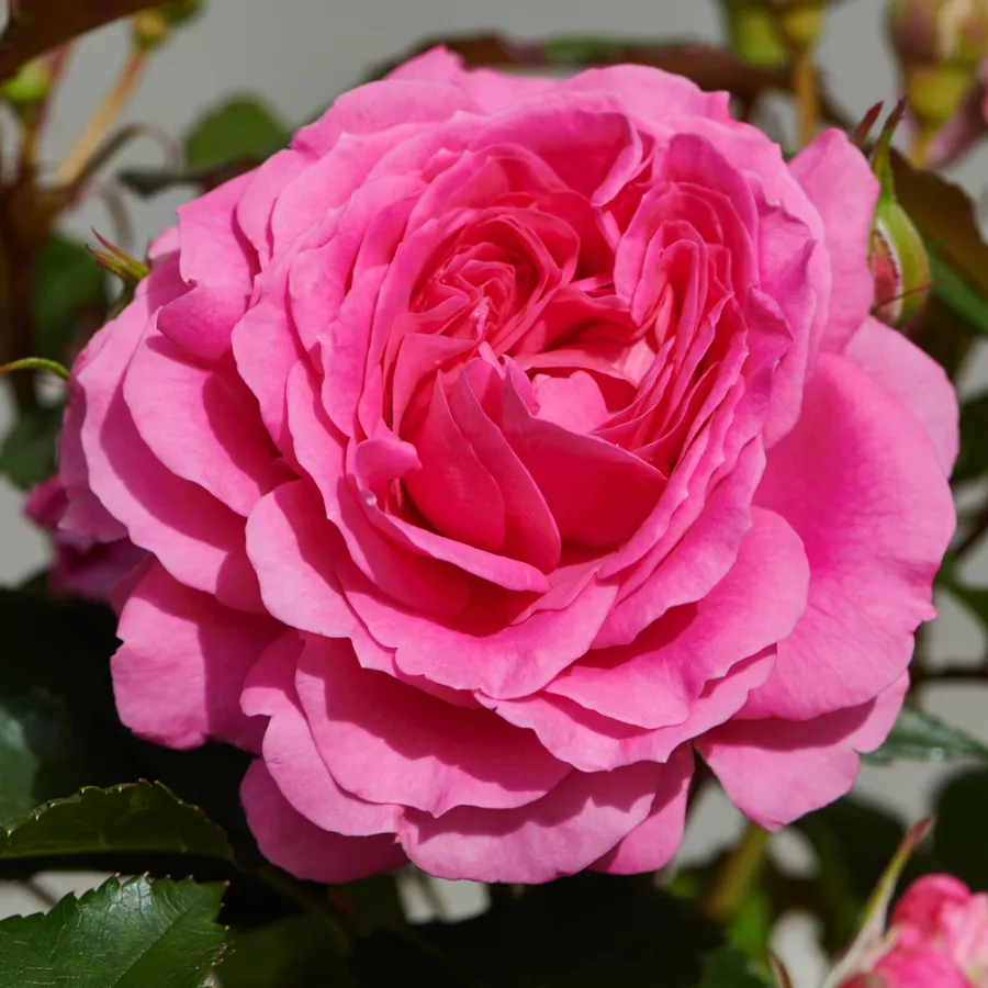 Róża o dyskretnym zapachu - Róża - Carola Hit® - sadzonki róż sklep internetowy - online