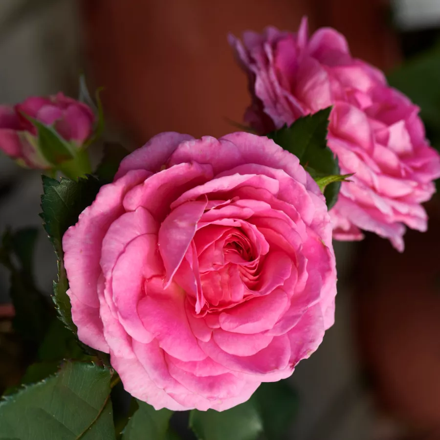 Pritlikava - miniaturna vrtnica - Roza - Carola Hit® - vrtnice online