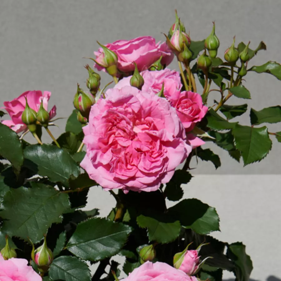 šaličast - Ruža - Carola Hit® - sadnice ruža - proizvodnja i prodaja sadnica