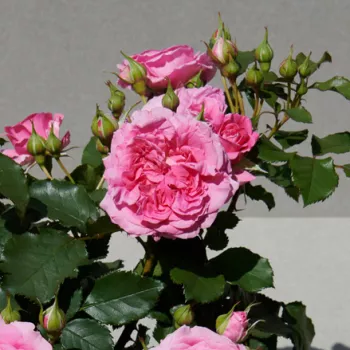 Rosa Carola Hit® - ružičasta - patuljasta - mini ruža