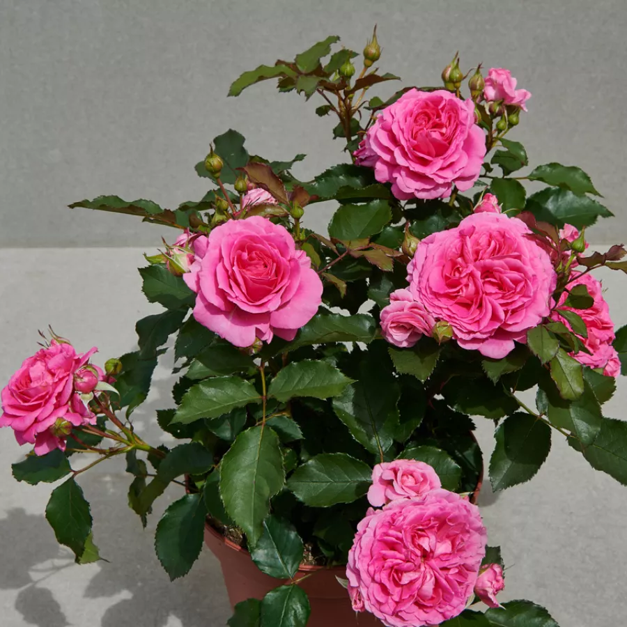 U kiticama - Ruža - Carola Hit® - sadnice ruža - proizvodnja i prodaja sadnica