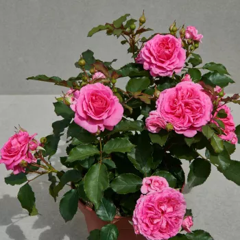 Rózsaszín - törpe - mini rózsa - diszkrét illatú rózsa - gyöngyvirág aromájú