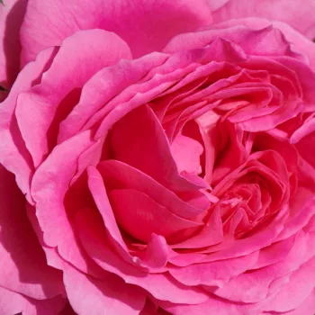 Rosen Online Gärtnerei - rosa - zwerg - minirose - rose mit diskretem duft - maiglöckchenaroma - Carola Hit® - (40-50 cm)