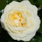 Fehér - Rosa Fabiola Hit® - törpe - mini rózsa - online rózsa vásárlás - diszkrét illatú rózsa - málna aromájú