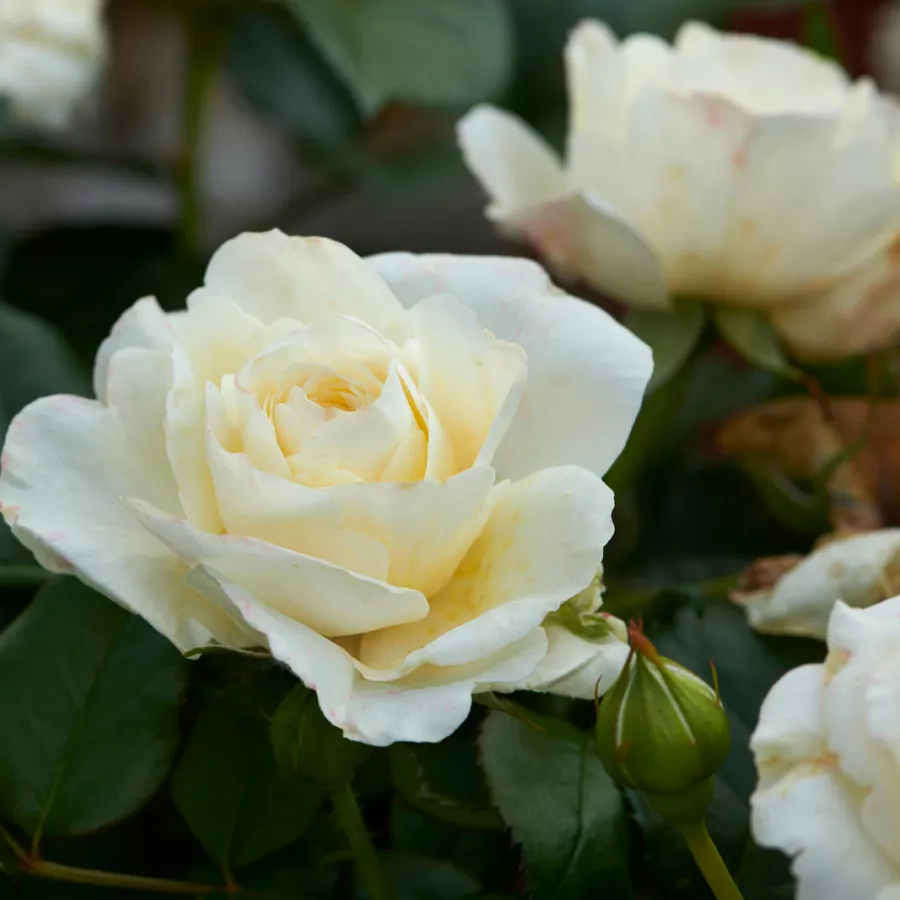 Pritlikava - miniaturna vrtnica - Roza - Fabiola Hit® - vrtnice online
