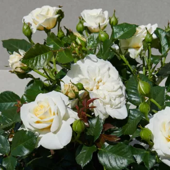 Rosa Fabiola Hit® - fehér - törpe - mini rózsa