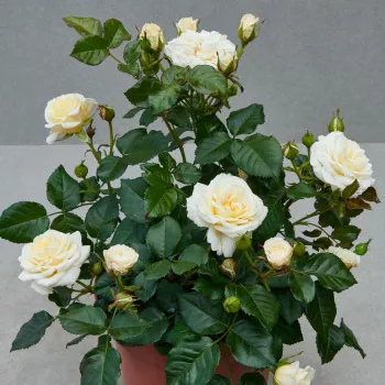 Fehér - törpe - mini rózsa - diszkrét illatú rózsa - málna aromájú