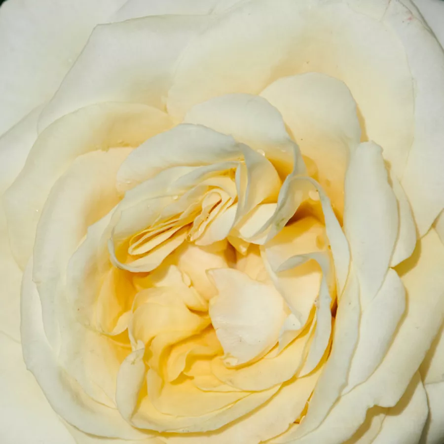 Csésze - Rózsa - Fabiola Hit® - online rózsa vásárlás
