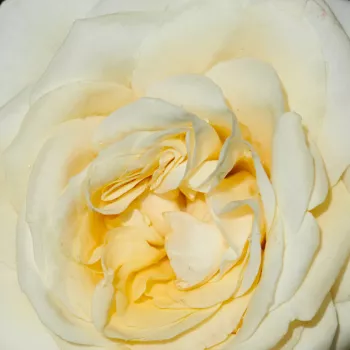 Rózsák webáruháza. - fehér - Fabiola Hit® - törpe - mini rózsa - diszkrét illatú rózsa - málna aromájú - (40-50 cm)