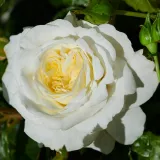 Törpe - mini rózsa - fehér - diszkrét illatú rózsa - tea aromájú - Rosa Georgia Hit® - Online rózsa rendelés