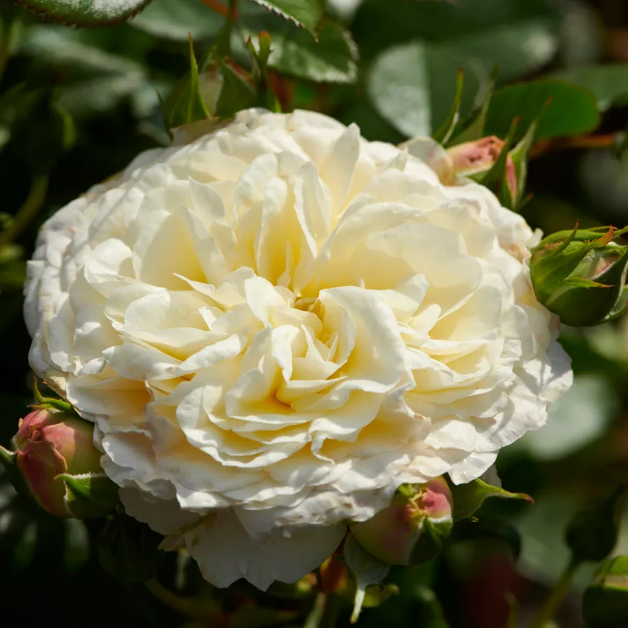 Fehér - Rózsa - Georgia Hit® - Online rózsa rendelés