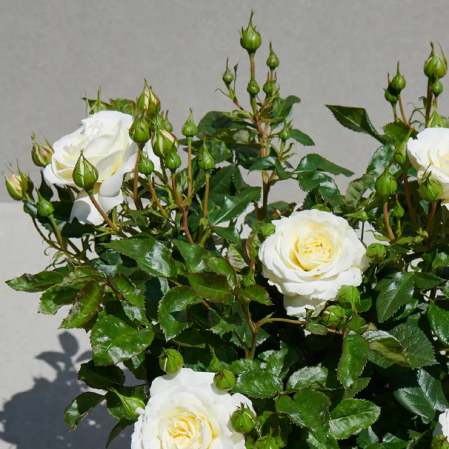 Diszkrét illatú rózsa - Rózsa - Georgia Hit® - Online rózsa rendelés
