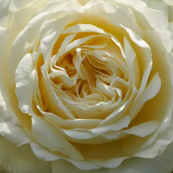 Online rózsa kertészet - törpe - mini rózsa - fehér - diszkrét illatú rózsa - tea aromájú - Georgia Hit® - (40-50 cm)