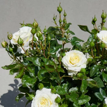 Rosa Georgia Hit® - blanco - rosales miniaturas