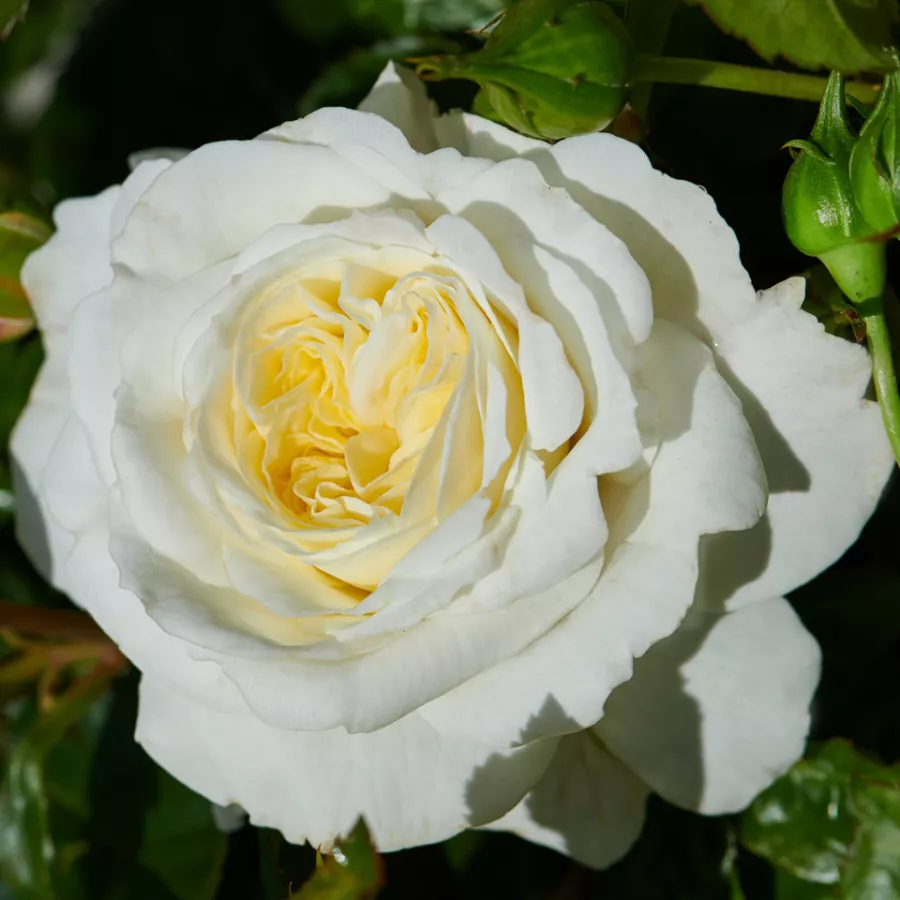 Weiß - Rosen - Georgia Hit® - rosen online kaufen