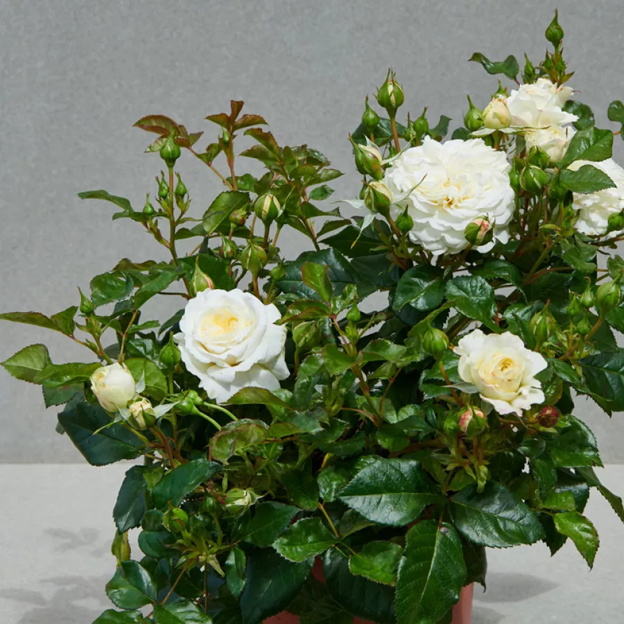 Tömvetelt virágú - Rózsa - Georgia Hit® - online rózsa vásárlás