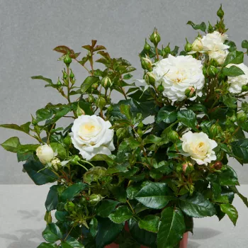 Fehér - törpe - mini rózsa - diszkrét illatú rózsa - tea aromájú