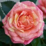 Pritlikava - miniaturna vrtnica - diskreten vonj vrtnice - aroma maline - vrtnice online - Rosa Hanna™ - roza-rumena