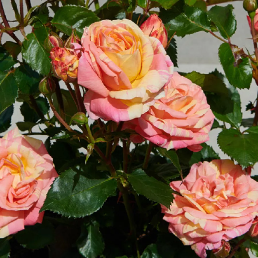 Törpe - mini rózsa - Rózsa - Hanna™ - kertészeti webáruház