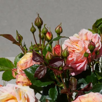 Rosa Hanna™ - roza-rumena - pritlikava - miniaturna vrtnica