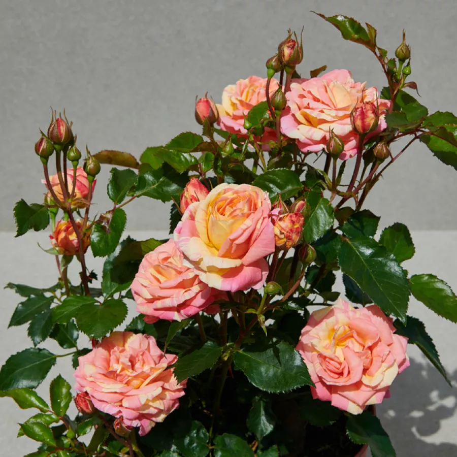 Tömvetelt virágú - Rózsa - Hanna™ - online rózsa vásárlás