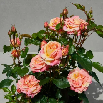 Rosa - gelb gestreift - zwerg - minirose - rose mit diskretem duft - himbeere-aroma