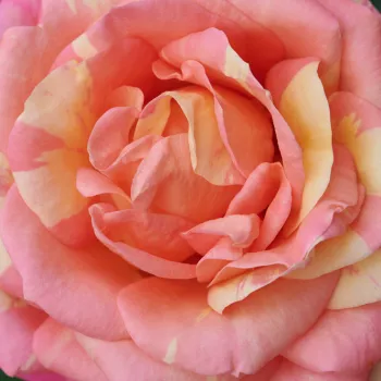 Online rózsa kertészet - rózsaszín - sárga - Hanna™ - törpe - mini rózsa - diszkrét illatú rózsa - málna aromájú - (40-50 cm)