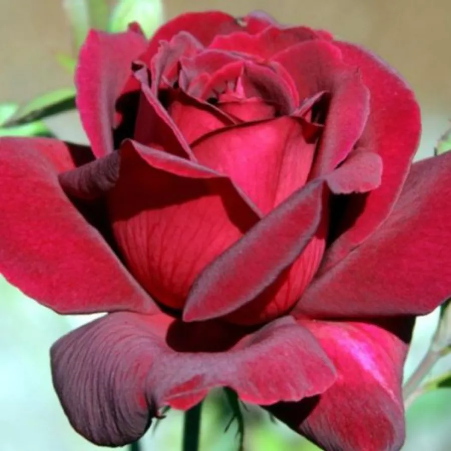 červený - Ruža - Black Velvet™ - Ruže - online - koupit