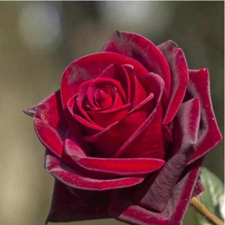 Róża bez zapachu - Róża - Black Velvet™ - Szkółka Róż Rozaria
