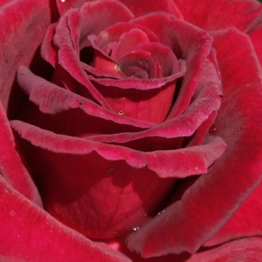 Hybrid Tea - Ruža - Black Velvet™ - Narudžba ruža