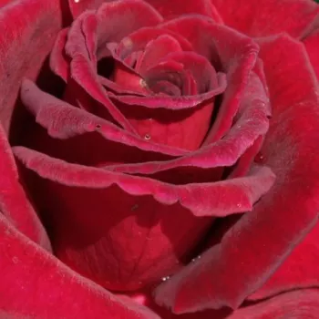 Rosen Gärtnerei - teehybriden-edelrosen - rot - Rosa Black Velvet™ - duftlos - Dennison Harlow Morey - Aus den riesigen schwarzen Knospen bilden sich kelchförmige, halbgefüllte Blüten.