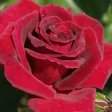 červený - stromčekové ruže - Rosa Black Velvet™ - bez vône