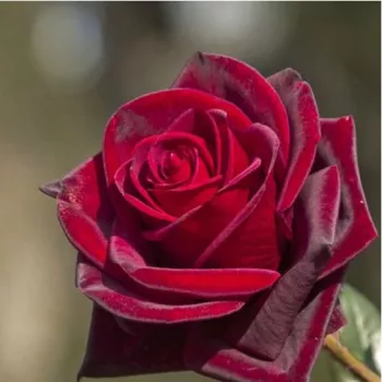 Rosa Black Velvet™ - rojo - Árbol de Rosas Híbrido de Té - rosal de pie alto- forma de corona de tallo recto