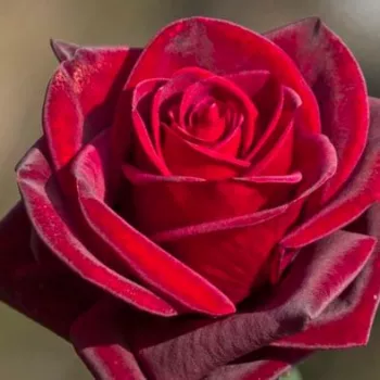 Rojo oscuro - árbol de rosas híbrido de té – rosal de pie alto   (120-150 cm)