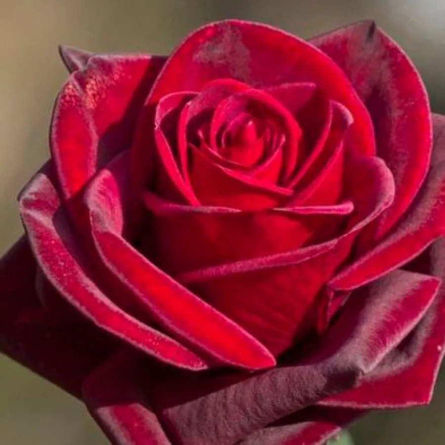 Plină, densă - Trandafiri - Black Velvet™ - comanda trandafiri online
