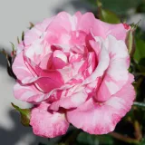 Törpe - mini rózsa - diszkrét illatú rózsa - fahéj aromájú - kertészeti webáruház - Rosa Inda Hit® - rózsaszín