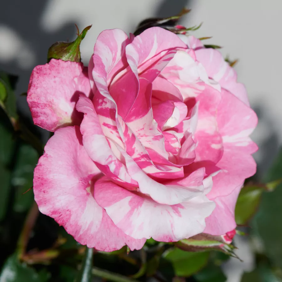 Patuljasta - mini ruža - Ruža - Inda Hit® - sadnice ruža - proizvodnja i prodaja sadnica