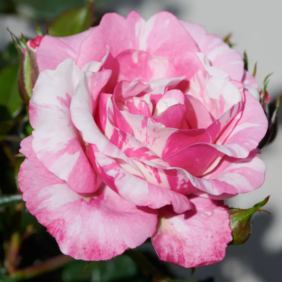 šaličast - Ruža - Inda Hit® - sadnice ruža - proizvodnja i prodaja sadnica