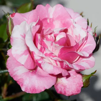 Rosa Inda Hit® - różowy - karłowa - róża miniaturowa