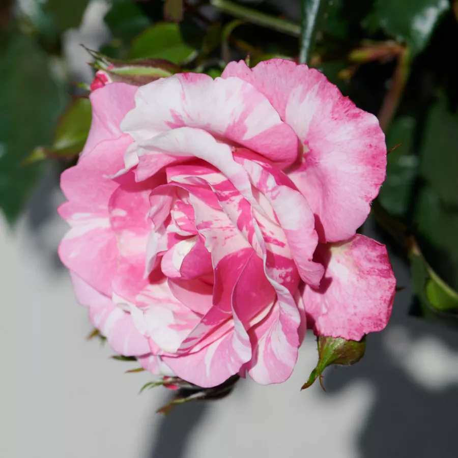 Tömvetelt virágú - Rózsa - Inda Hit® - online rózsa vásárlás