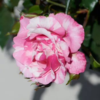 Różowy - karłowa - róża miniaturowa - róża o dyskretnym zapachu - cynamonowy aromat